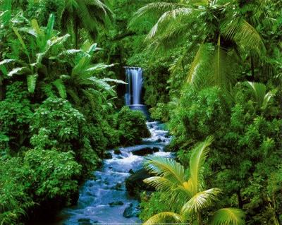 Slika 4 Tropski deževni gozd Zemlja deževnega gozda ima razmeroma slabo hranilnost,je rdeče in rumene barve, le-to ji dajejo oksidi železa in aluminija.