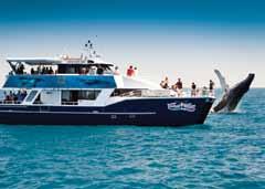 Tours from Fraser Coast and Coral Coast fraser coast and coral coast Half Day Whale Watching Tour Enjoy close encounters with the majestic Humpback Whales onboard the luxurious 20 metre catamaran