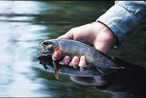 Newberry Creek and a section of the Upper Catawba River are also designated trout streams.