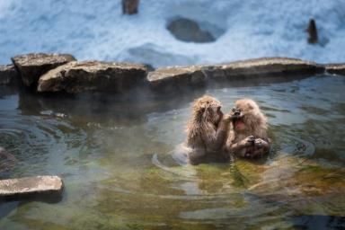 9 Day 12: Snow Monkeys Travel deeper into the Japanese Alps to visit the Snow Monkeys at the Jigokudani Monkey Park.
