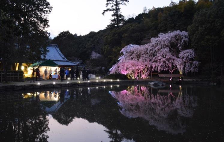 Sogen-ji is well known for Shidare-sakura (a weeping cherry tree) in