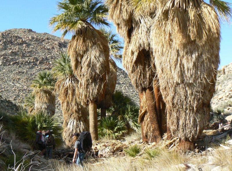 A DESERT CAMPING GUIDE FOR ANZA BORREGO DESERT STATE PARK With over 500,000 acres of beautiful terrain, Anza Borrego Desert State Park offers endless opportunities for Boy Scout Troops, Venture Crews