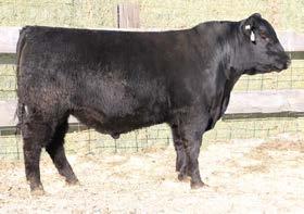77 Dam Production BR 7@111, WR 7@107, YR 7@103 A larger framed bull off of one of our top Pathfinder cows #19 JCH HKN JUDGMENT 6276 CONNEALY JUDGMENT HKN LUCY 9096 JCH Lucy 4049 205 799 WR 107 365