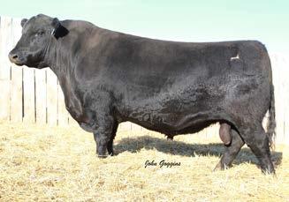 JC HEIKEN & SONS REFERENCE SIRES S.