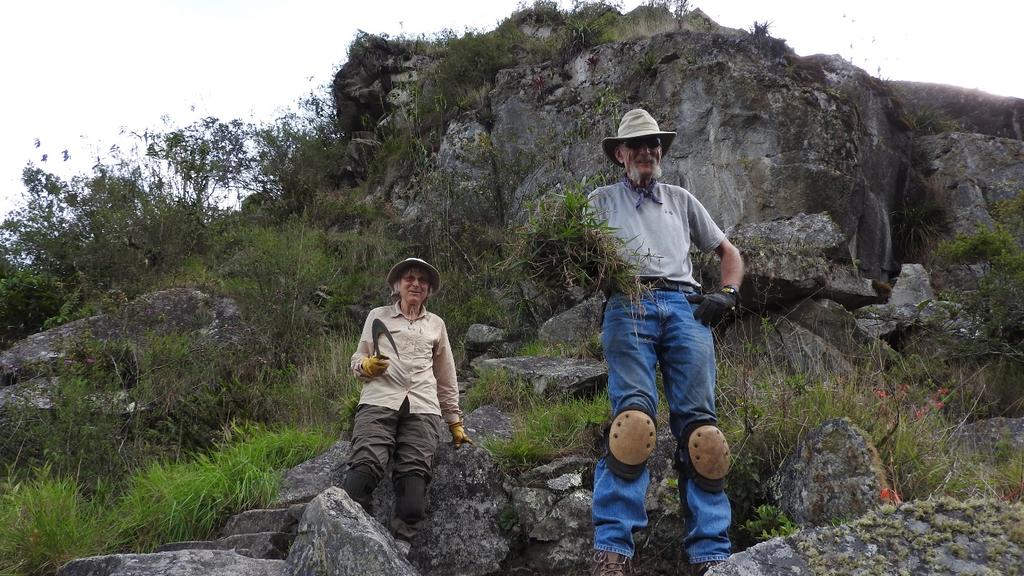 Machu Picchu November 2016 Volunteer Trip Report Page 2 1. On Sunday, November 6, 2017, volunteers cleared Melinis minutiflora, known colloquially as pasto gordura, from 1.