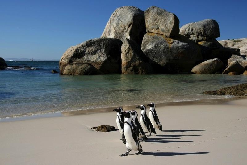DAY 3: After breakfast, you will be collected for a half day Cape Point Tour.
