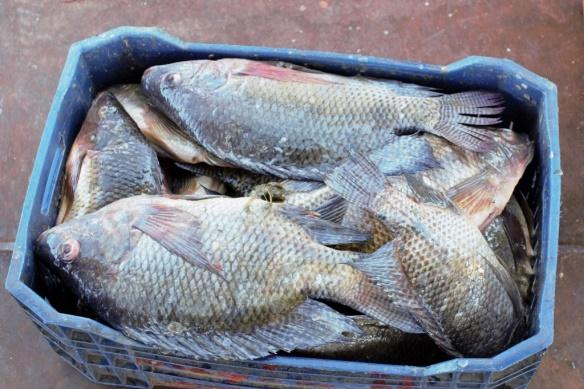 directly than the co-ops Some fresh fish also processed in Aswan into frozen fish or fillets Fishermen process other species (mainly