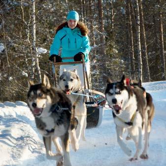 HUSKY SAFARI The husky safari is a real adventure in the wilderness lead by trained Alaskan husky dogs on the approx. 8 km route.