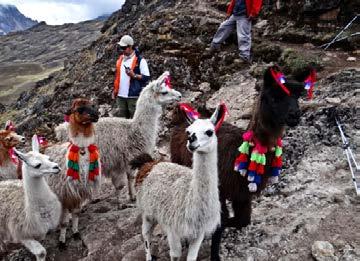 Photo: Porter in traditional woven poncho Photo: Alpacas on the Lares trails DAY 3 Lares: Trek from Huacawasi to Patacancha, the Weavers Trail Huacawasi is a famous weavers village, where the men