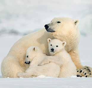 Nature: Snow Bears Wednesday, November 28 at 7pm Travel to the Arctic to follow the lifechanging journey of two