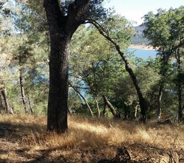 Total Work Hours = 490 June, 2016 SFB Work / Vegetation Management / Tree Removal Acres Treated =.25 Trees Removed = 7 CA State Parks Funding = $7,505.
