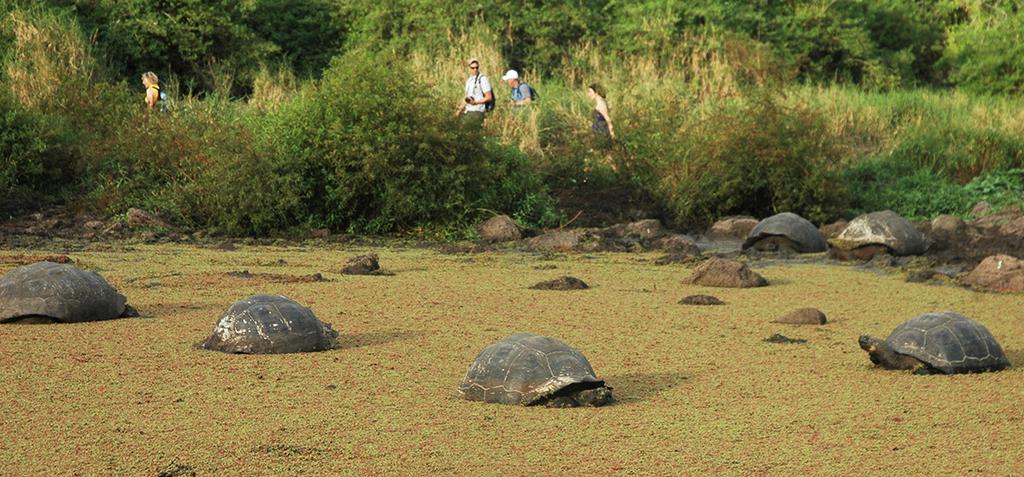GALAPAGOS ESSENTIAL JOURNEYS SANTA CRUZ ESSENTIAL JOURNEY 2 DAYS/2 NIGHTS OR 3 DAYS/3 NIGHTS Effort: Easy to Moderate. No experience required.