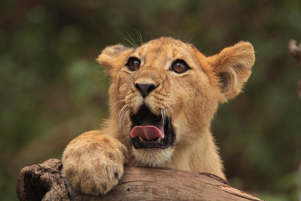 different lion sightings in July is a new record for lion sightings in one