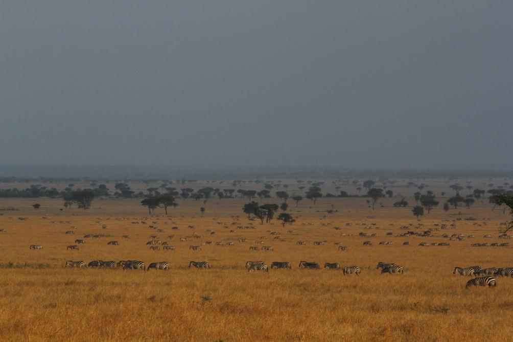 When the wildebeest portion of the migration moves through an area it can be very dense and often you can drive for miles and