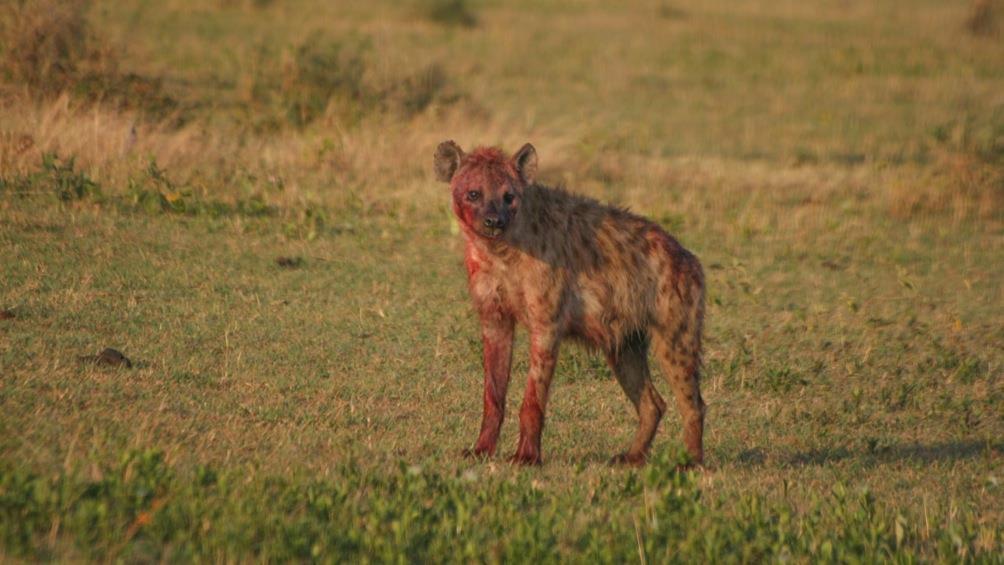 Theft Adas and his guests were on drive in the bush surrounding Sabora when they came across some hyenas chasing a herd of wildebeest.