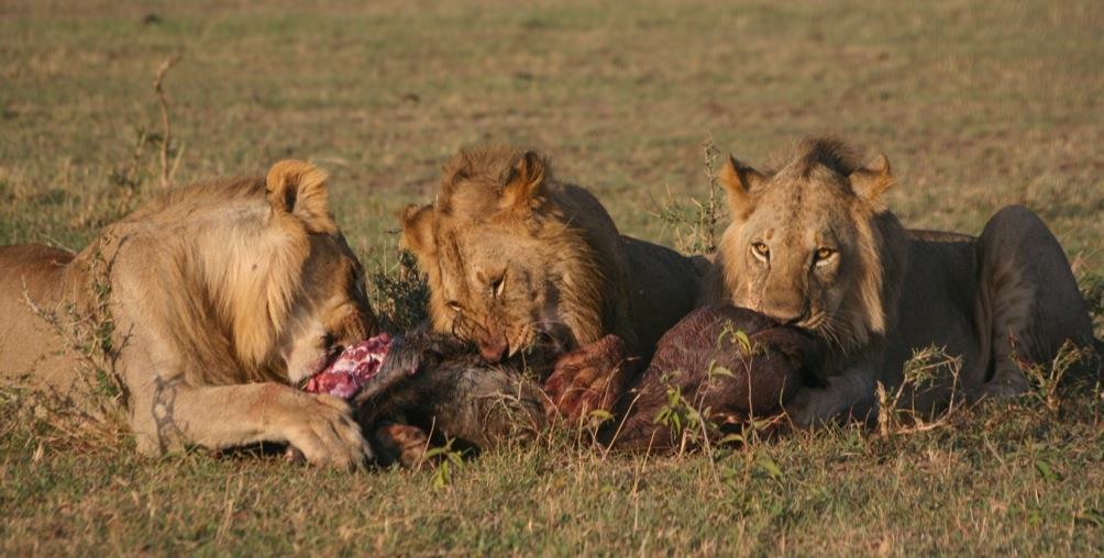 Adas turned to see three male lions bounding toward the dominant hyena and its wildebeest carcass. The female did not stand a chance and she knew it.