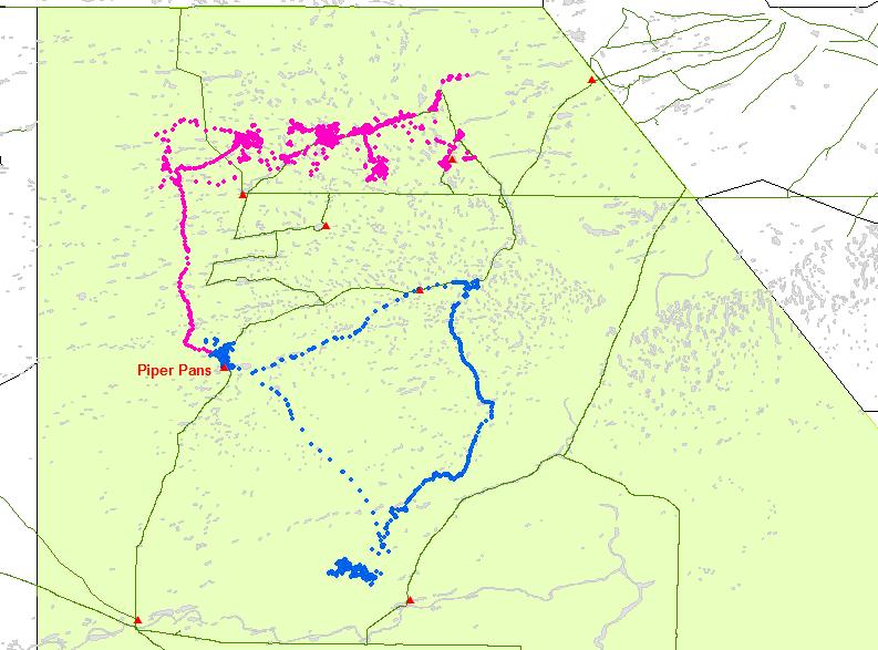 7 Movement of the Piper (Blue) and Passarge (pink) herds before during wet season and meeting at Piper in April 2013.