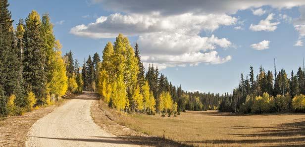 issue 12 - page 9 Don t miss the spectacular aspen-lined Highway 14 on the road to Cedar Breaks. Stretching forty miles over Midway Summit is one of the West s finest displays of fall color.