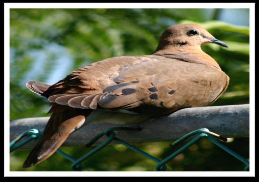THE NATIONAL BIRD THE TURTLE DOVE Also known as the Zenaida Dove (Zenaida aurita) is the national bird of Anguilla.
