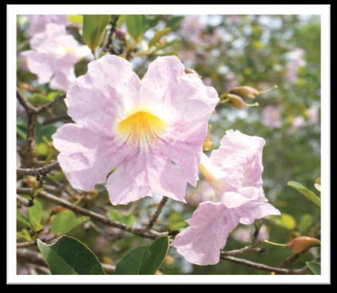THE NATIONAL FLOWER - THE WHITE CEDAR (Tabebuia heterophylla) This is the most famous and widespread flower on Anguilla.