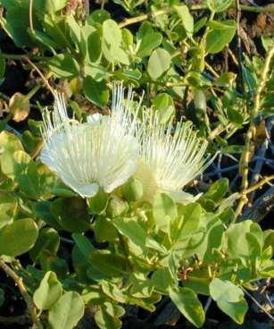 HONOULIULI IS A STORIED LANDSCAPE Maiapilo (Capparis sandwichiana) is one of the plants that was traditional found along the Honouliuli shoreline, and one that will be brought back to the land