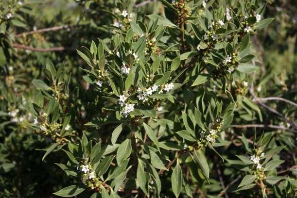 THE SHORELINE AND COASTAL PLANTS: Naio, the false sandalwood (Myoporum stellatum) is unique, not found naturally anywhere else on earth, as this variety only grows at a few locations in Honouliuli