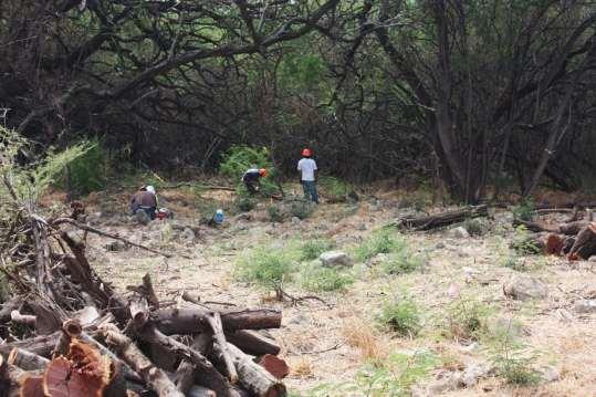 Clearing kiawe overgrowth that has damaged sites is done by hand to