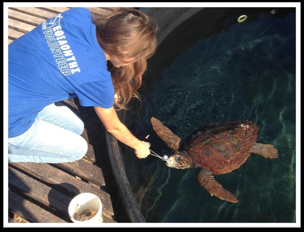 Eco Volunteering Vacation in Greece Small group Holiday Trip highlights: Volunteer at a Sea Turtle Rescue Centre and make a difference by helping these seriously endangered creatures Hiking &