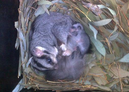 Reproduction The Squirrel glider breeding season commences around June and continues until January.