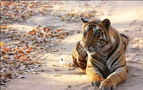 . Ranthambore National Park is one of the biggest and most renowned national park in Northern India.