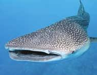 ... 3 The whale shark cannot die.... b) Listen, read and check.... was considered a deity in Vietnam.