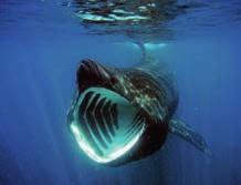 They would also take bones o f whale sharks that would wash ashore and give them a sacred burial in temples.