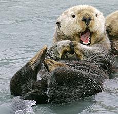 org/wiki/polar_bear) Status of habitation in Russian Far Eastern seas This subspecies key breeding areas are Wrangel Island and Herald Island.