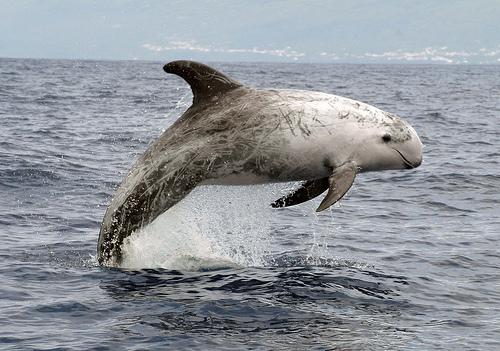 Risso's dolphin Grampus griseus (Cuvier, 1812) 5 In the Pacific, it lives in the waters of China, Japan and California.