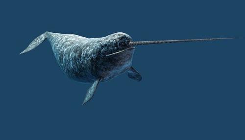 In winter, narwhals sometimes travel out of the Arctic. The southernmost areas where they were registered in the Bering Sea are Bering Island and East Kamchatka southern part of Karaginsky Bay.