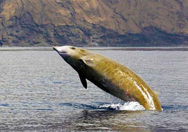 In Far Eastern seas the Sea of Japan, the Sea of Okhotsk and the Bering Sea beaked whale is more frequently observed off East Kamchatka and particularly often in vicinity of Commander Islands.