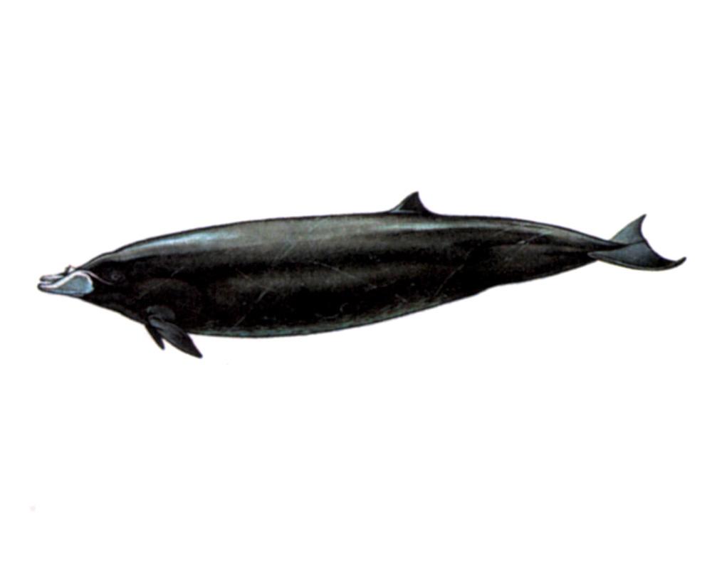 10 11 12 13 (Photo: http://www.sevin.ru/redbook/ content/414spbig.html) Gray whale Eschrichtius robustus Lilljeborg, 1861 (Photo: http://meddic.
