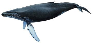 14 15 16 17 18 Fin whale Balaenoptera physalus physalus (Linnaeus, 1758) Sei whale Balaenoptera borealis borealis Lesson, 1828 (Photo: http://namu-the-orca.deviantart.