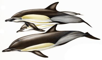 19 Common dolphin Delphinius delphis Linnaeus, 1758 (Photo: http://www.cms.int/reports/small_cetaceans/ data/d_delphis/d_delphis.htm) near Commander Islands, near Kamchatka and Kuril Islands.