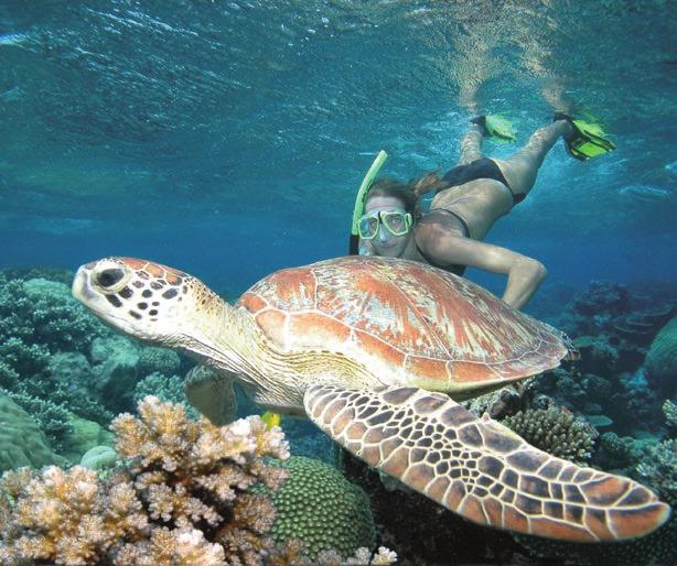 SNORKEL WITH GREEN TURTLES IN THEIR NATURAL HABITAT stunning