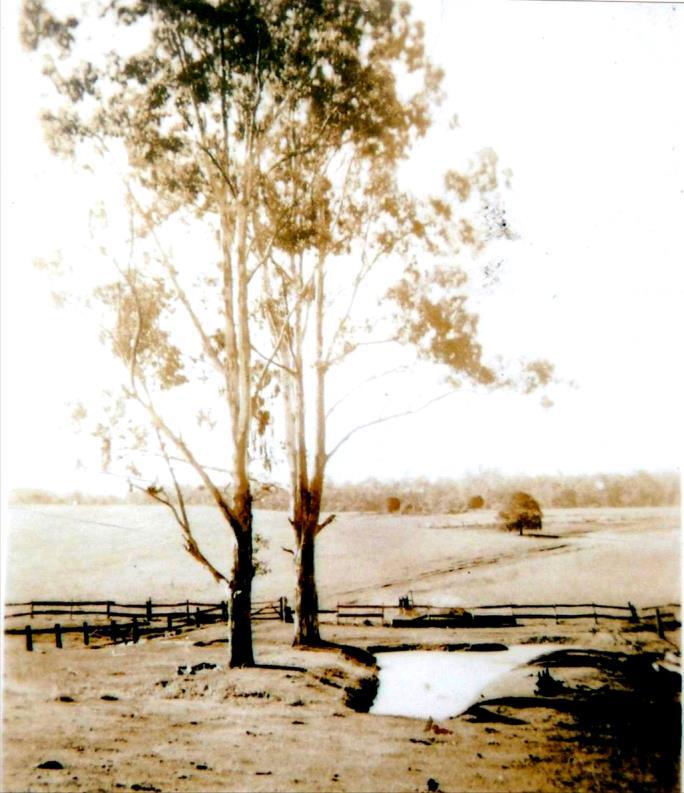 View from 'Avondale' homestead towards river, mid-1940s. Courtesy of Hogberg family.