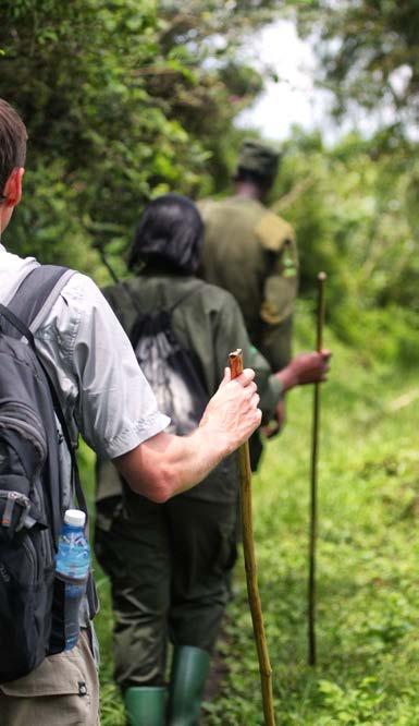 Day 19 - Monday 6th May 2019 GORILLA TREK (B, L, D) This will surely be a trip highlight! Spend an unforgettable day with some of the last Mountain Gorillas on earth.