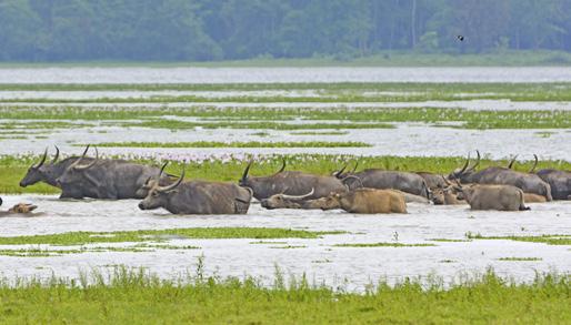 Harucharai Tea Estate Victoria memorial in Kolkata Herd of water buffalo Return to the boat for lunch as we sail towards a beautiful Mishing Village on the banks of the river where they live in Chang
