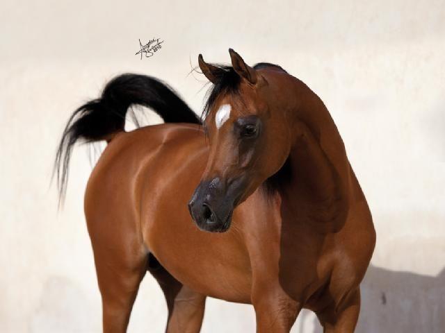 Morning Afternoon 09:00 AM 03:00 PM Learn more about the Arabian horses and capture stunning images.