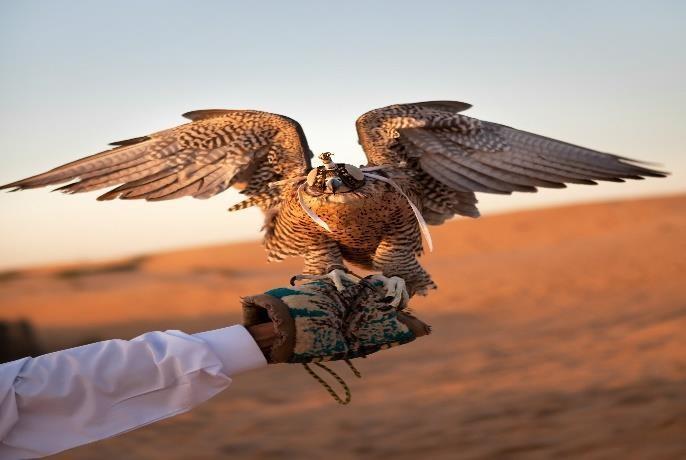 before, watch a spectacular falcon display and learn to fly the majestic birds yourself!