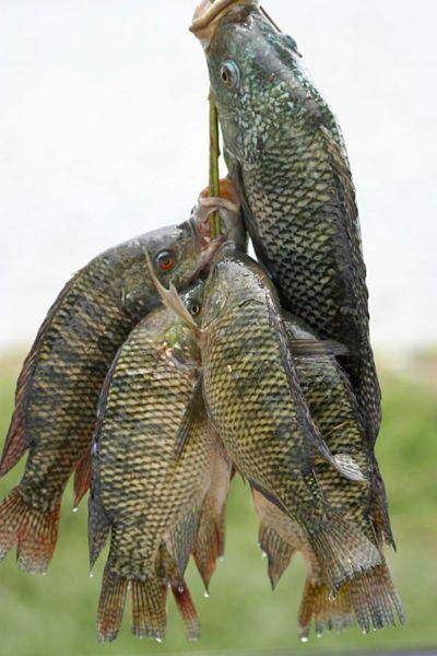 Species of fish found