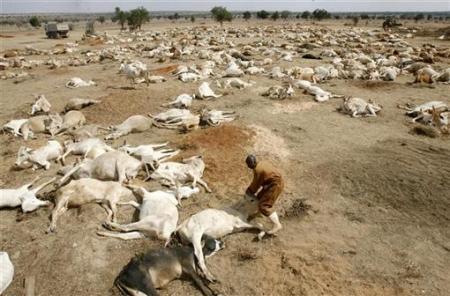 In 2006 Kenya had a terrible drought. That year seasonal rains failed, which led to problems for animals and people.