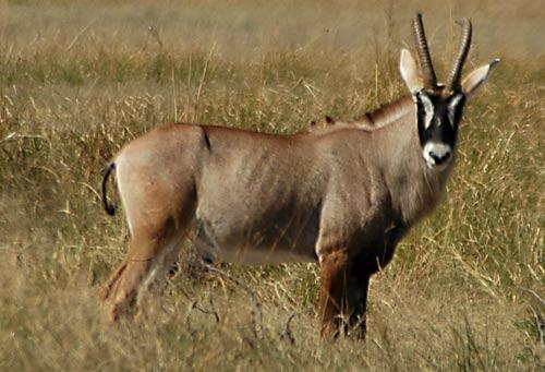 The 1995 roan antelope census showed a 30% decline in numbers in one year. Only 22 of these antelopes remain in Kenya.