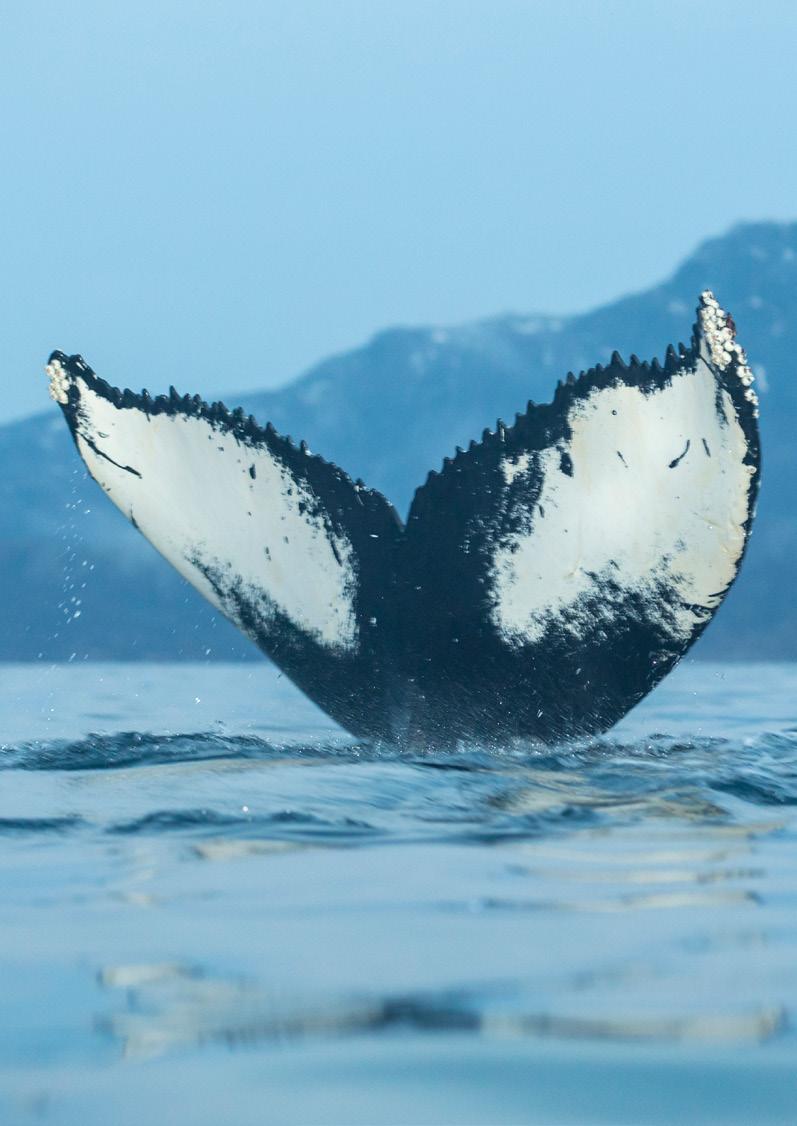 ULTIMATE WHALE EXPEDITION TRAVEL WITH US FROM TROMSØ TO SEE AND
