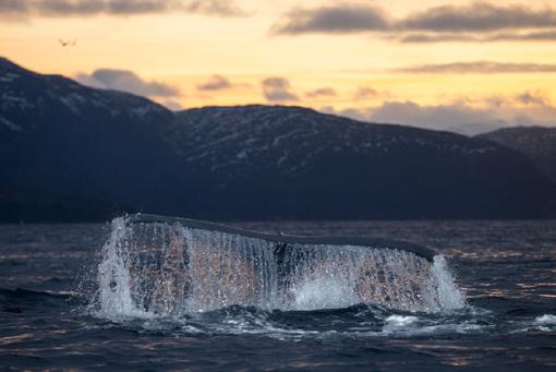 WHALES OF THE NORTH Humpback Whale and sunrise. Humpback Whale from low angel photography.